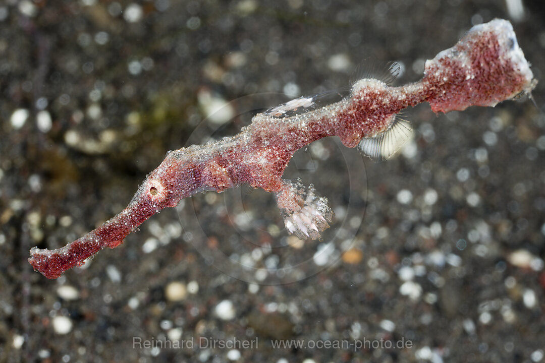 Geisterpfeifenfisch, Solenostomus halimeda, Alam Batu, Bali, Indonesien