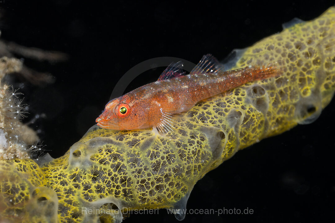 Ghost Goby on Sea Squirts Colony, Pleurosicya sp., Alam Batu, Bali, Indonesia