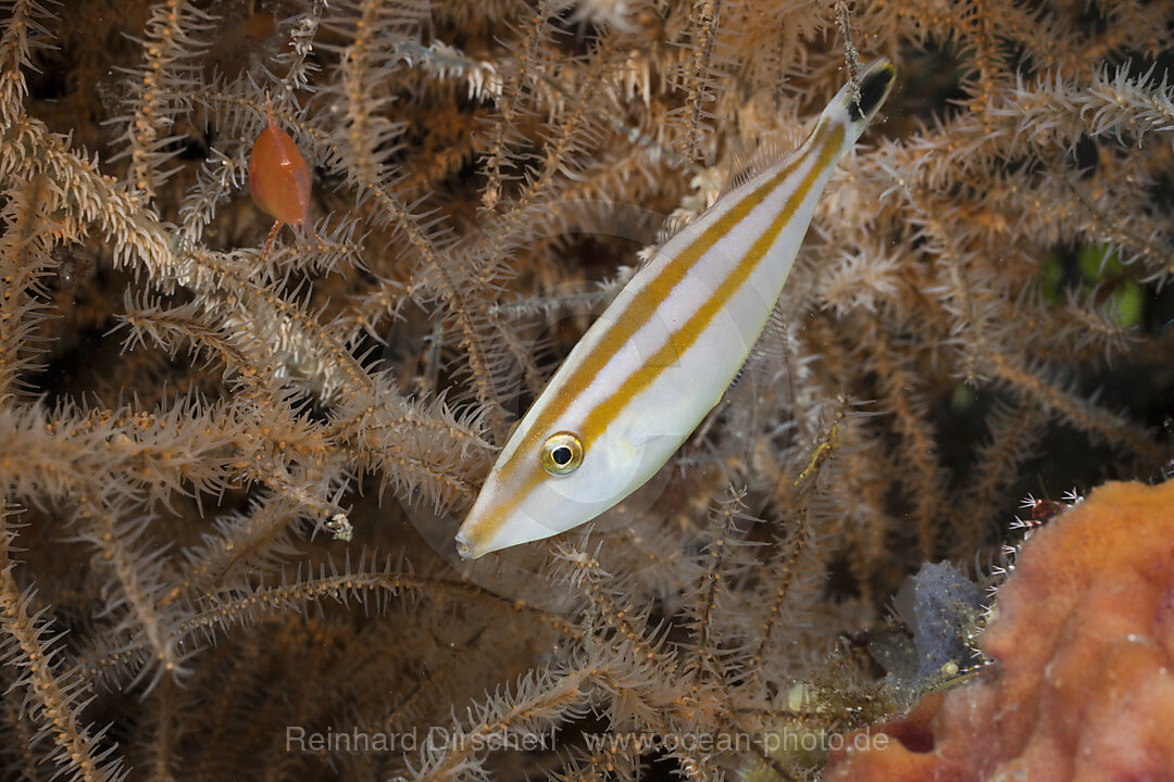 Juveniler Feilenfisch