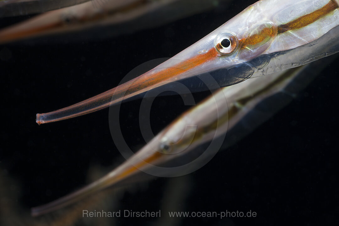 Gestreifte Schnepfenmesserfische, Aeoliscus strigatus, Alam Batu, Bali, Indonesien