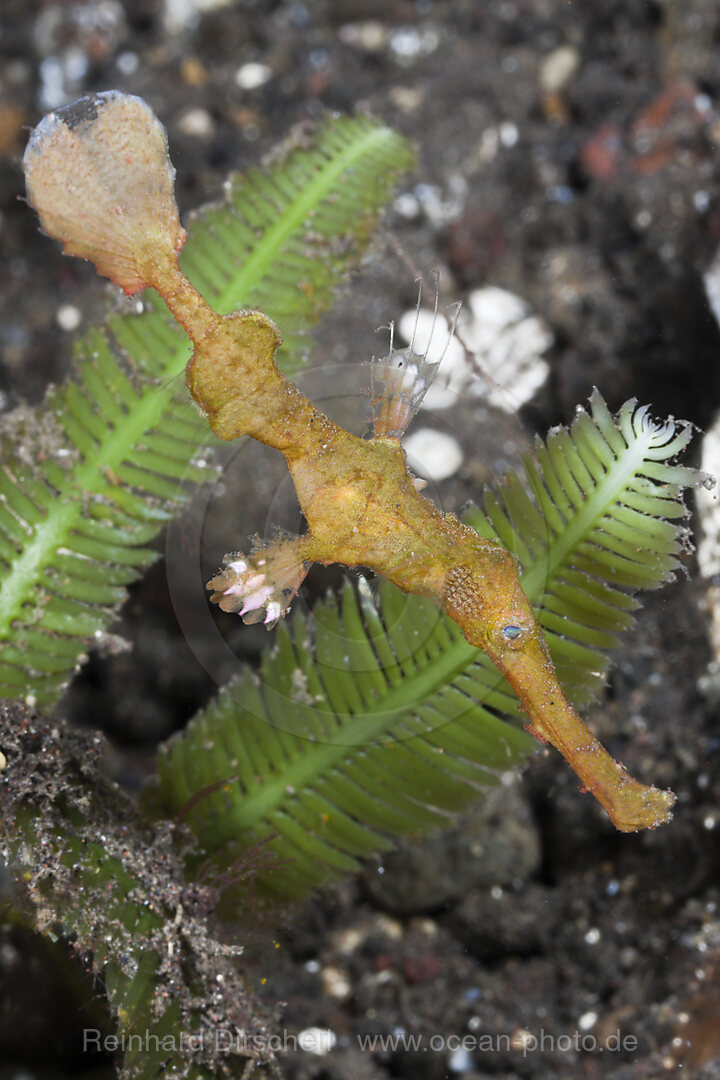 Geisterpfeifenfisch, Solenostomus halimeda, Alam Batu, Bali, Indonesien