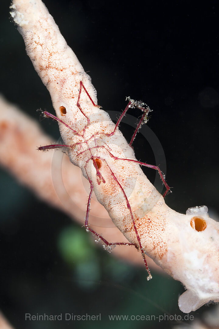 Marine Sea Spider, Nymphon sp., Alam Batu, Bali, Indonesia