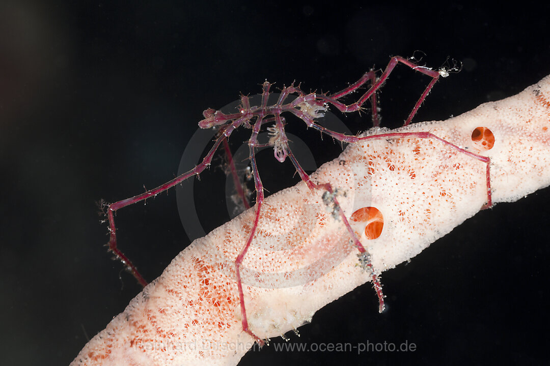 Marine Sea Spider