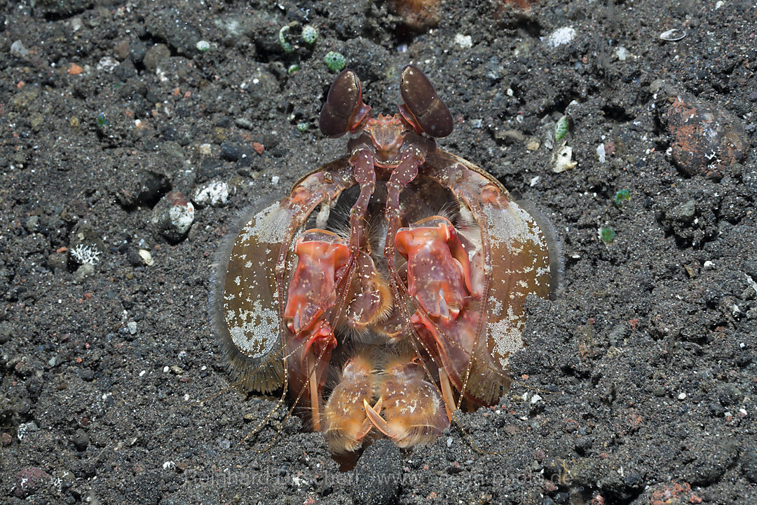 Spearing Mantis Shrimp, Lysiosquillina sp., Alam Batu, Bali, Indonesia