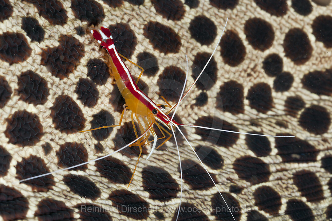 Weissband-Putzergarnele auf Netzmuraene, Lysmata amboinensis, Gymnothorax favagineus, Alam Batu, Bali, Indonesien