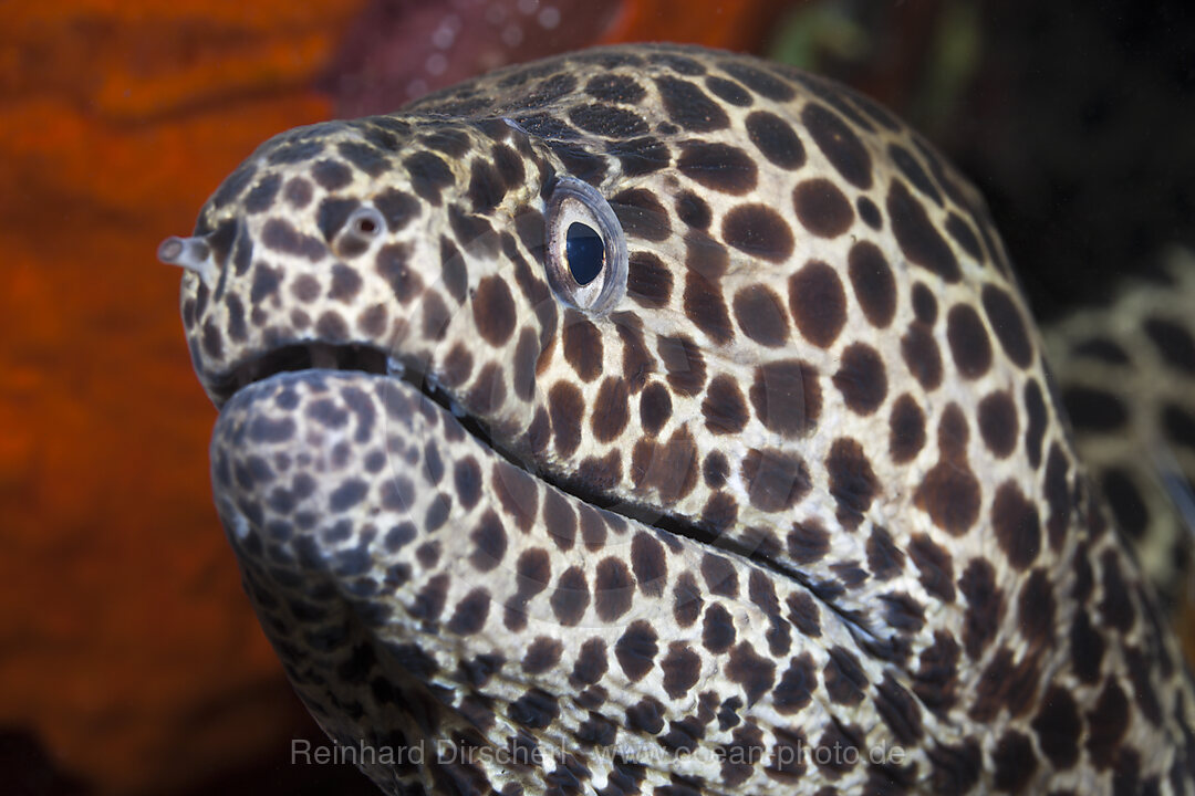 Honeycomb Moray