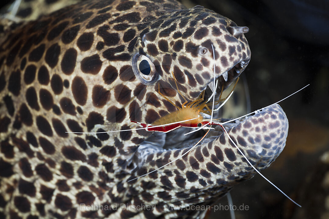 White-banded Cleaner Shrimp cleaning Honeycomb Moray, Lysmata amboinensis, Gymnothorax favagineus, Alam Batu, Bali, Indonesia