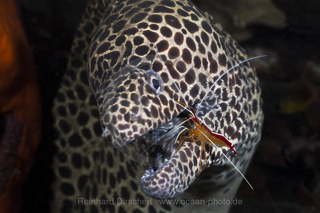 Honeycomb Moray cleaned by white-banded Cleaner Shrimp