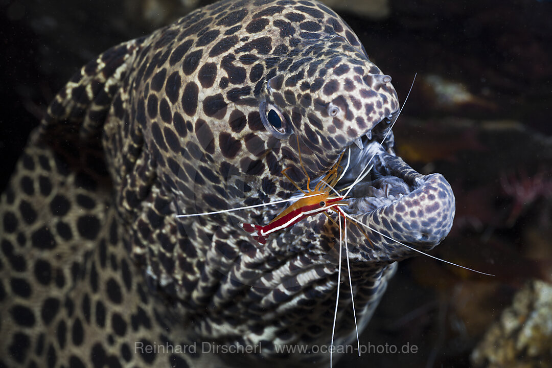 White-banded Cleaner Shrimp cleaning Honeycomb Moray