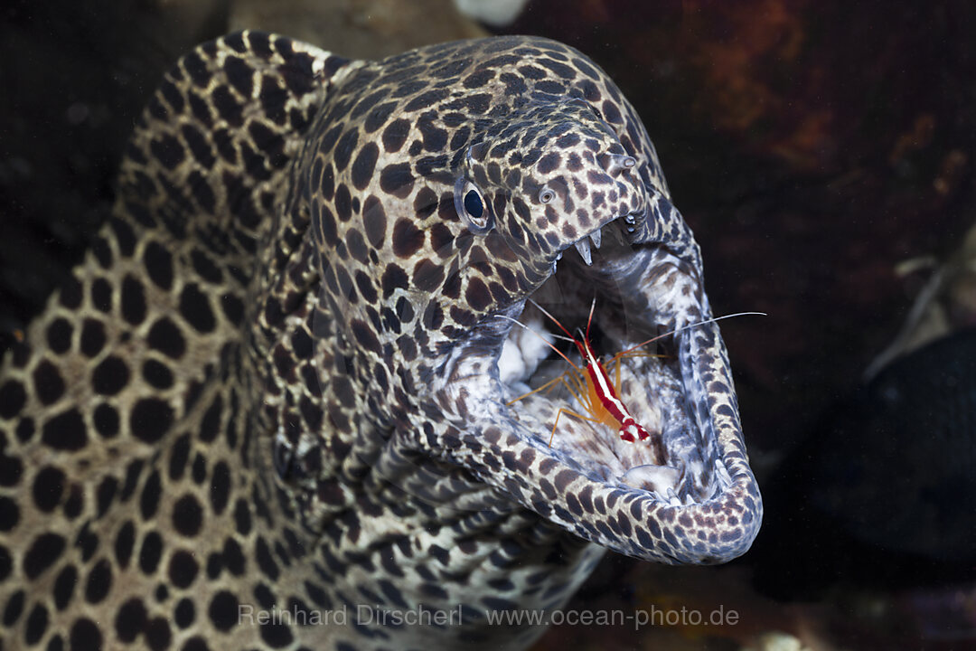 Honeycomb Moray cleaned by white-banded Cleaner Shrimp