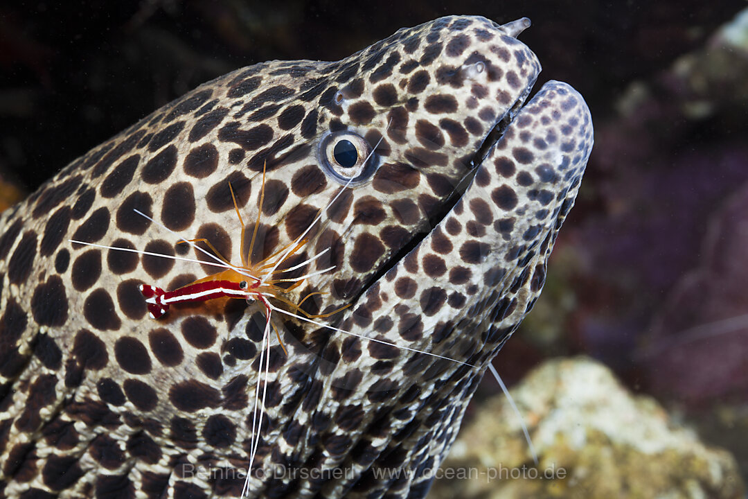 Weissband-Putzergarnele putzt Grosse Netzmuraene, Lysmata amboinensis, Gymnothorax favagineus, Alam Batu, Bali, Indonesien