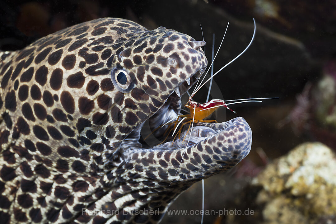 Grosse Netzmuraene wird von Weissband-Putzergarnele geputzt, Lysmata amboinensis, Gymnothorax favagineus, Alam Batu, Bali, Indonesien