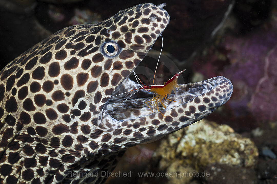 White-banded Cleaner Shrimp cleaning Honeycomb Moray