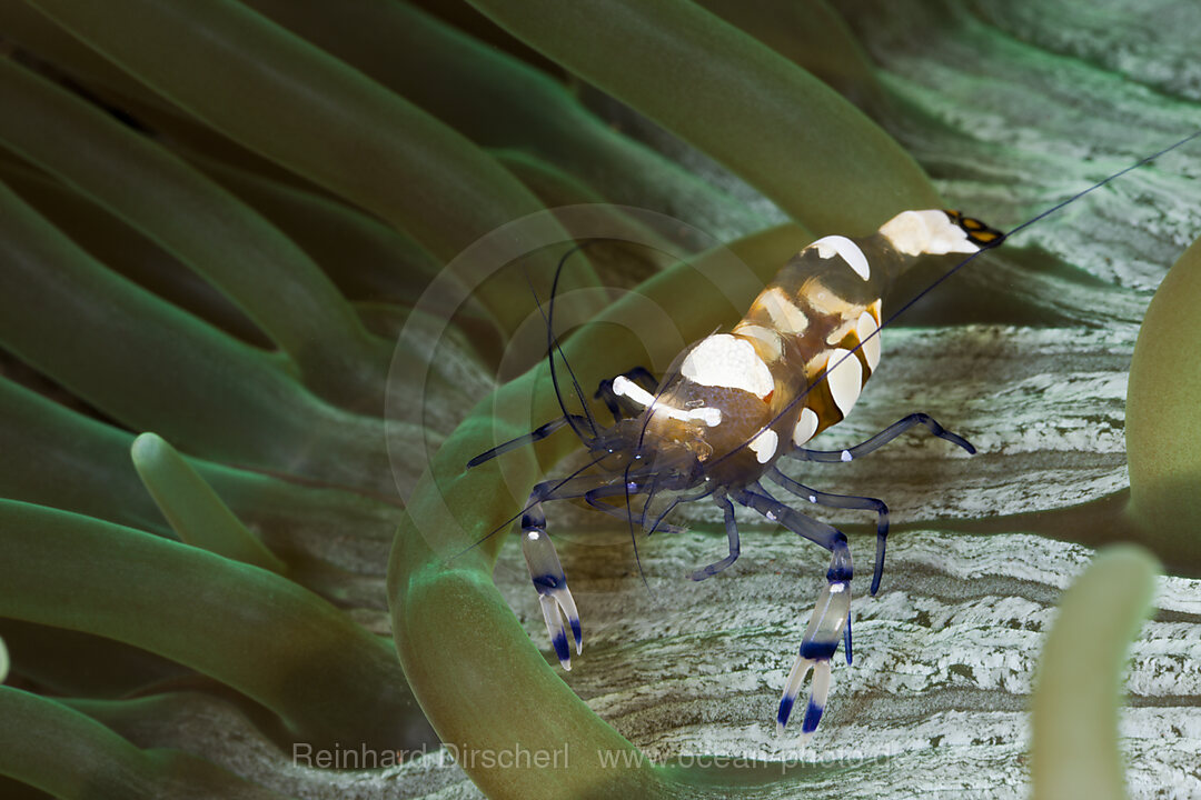 Partnergarnele einer Anemone, Periclimenes brevicarpalis, Alam Batu, Bali, Indonesien