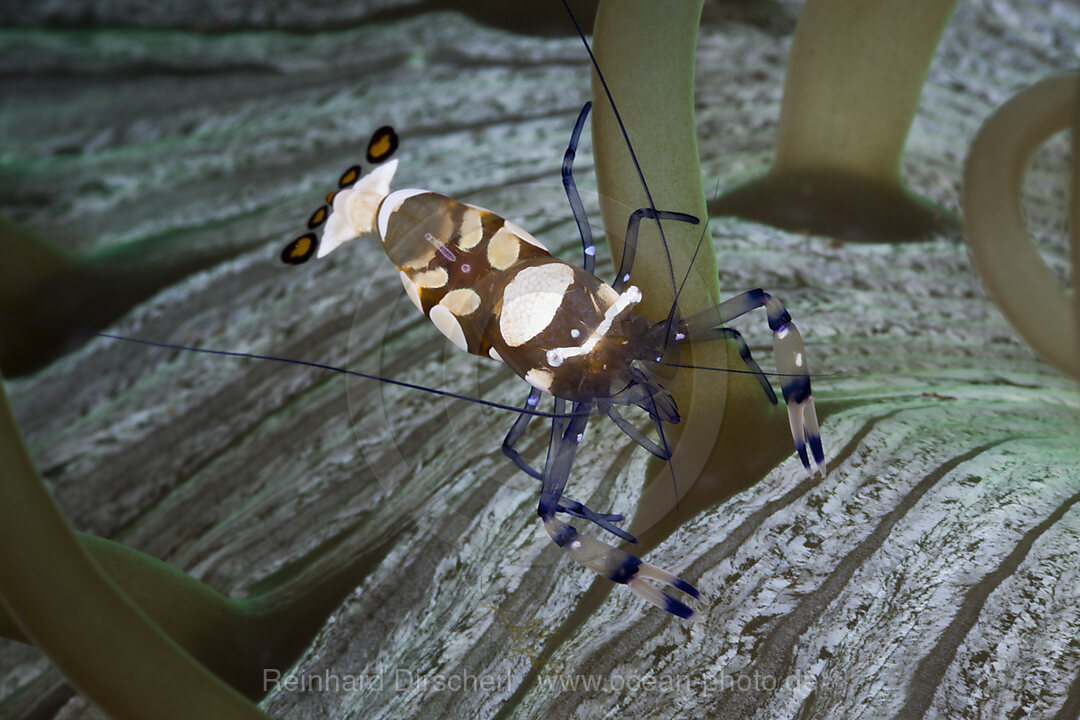 Partnergarnele einer Anemone, Periclimenes brevicarpalis, Alam Batu, Bali, Indonesien