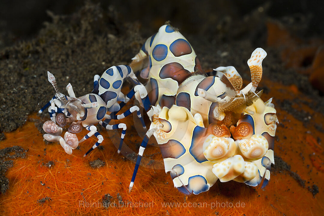 Paar Harlekingarnelen, Hymenocera elegans, Alam Batu, Bali, Indonesien