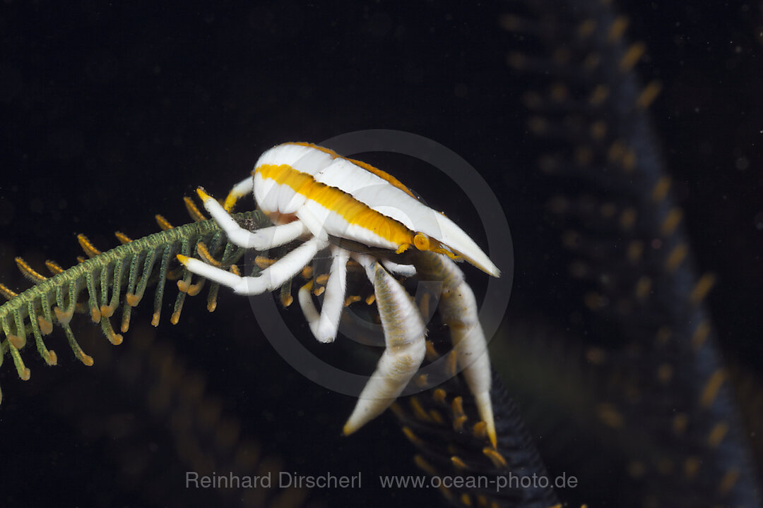Springkrabbe in Symbiose mit Federstern