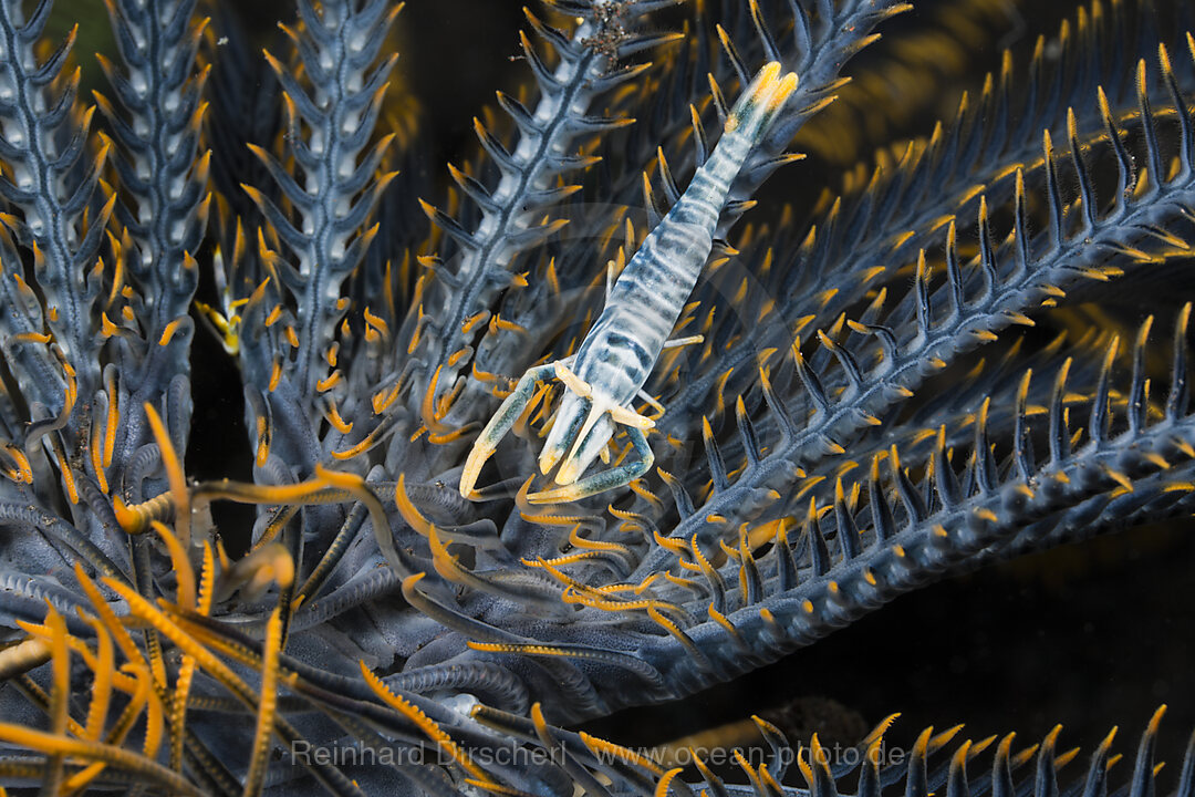 Blue Commensal Shrimp of Crinoid
