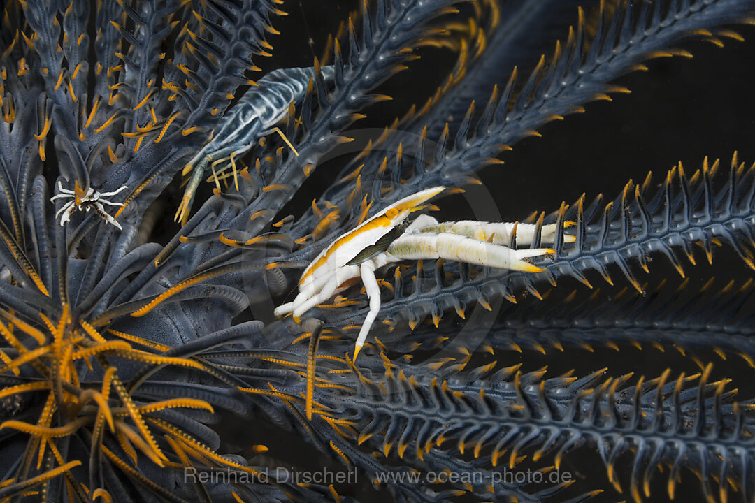 Springkrabbe in Symbiose mit Federstern