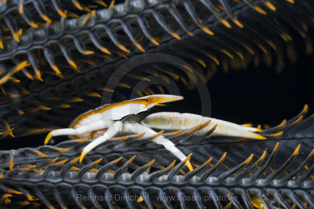 Springkrabbe in Symbiose mit Federstern