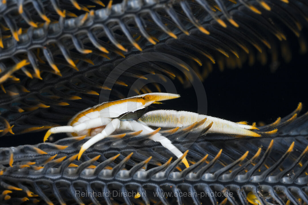 Springkrabbe in Symbiose mit Federstern, Allogalathea elegans, Alam Batu, Bali, Indonesien