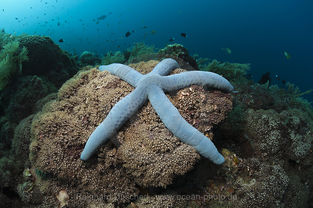 Blue Starfish in Coral Reef