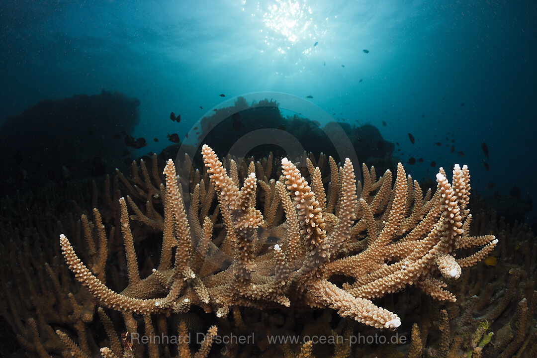 Great Branching Coral