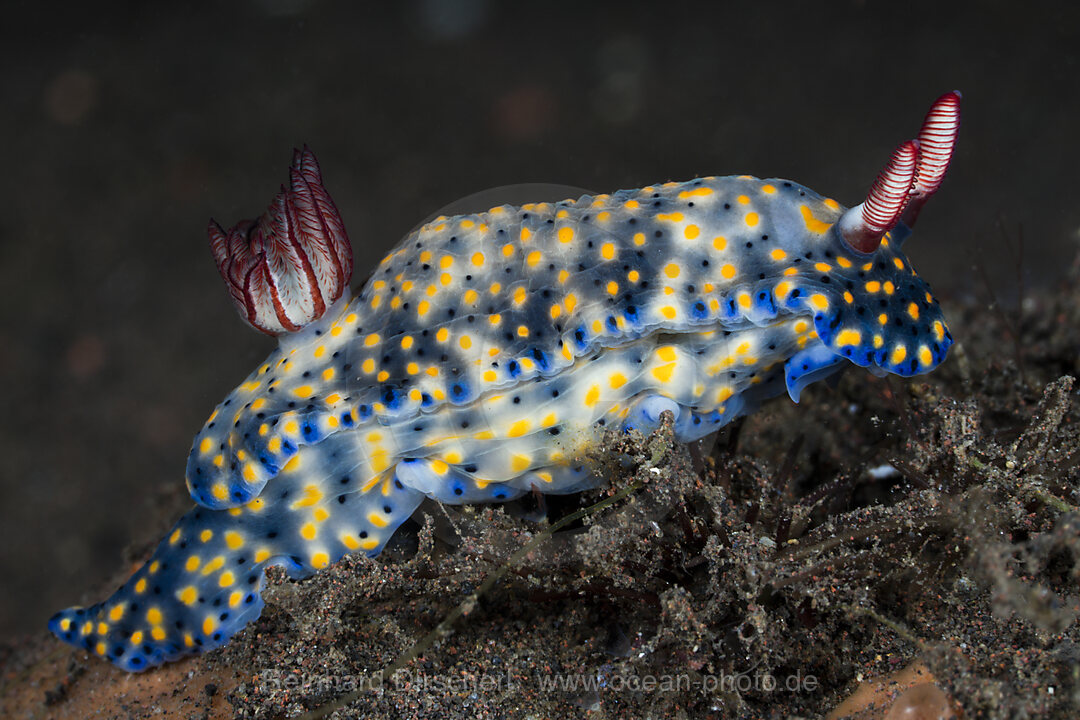 Blaue Prachtsternschnecke, Hypselodoris obscura, Alam Batu, Bali, Indonesien