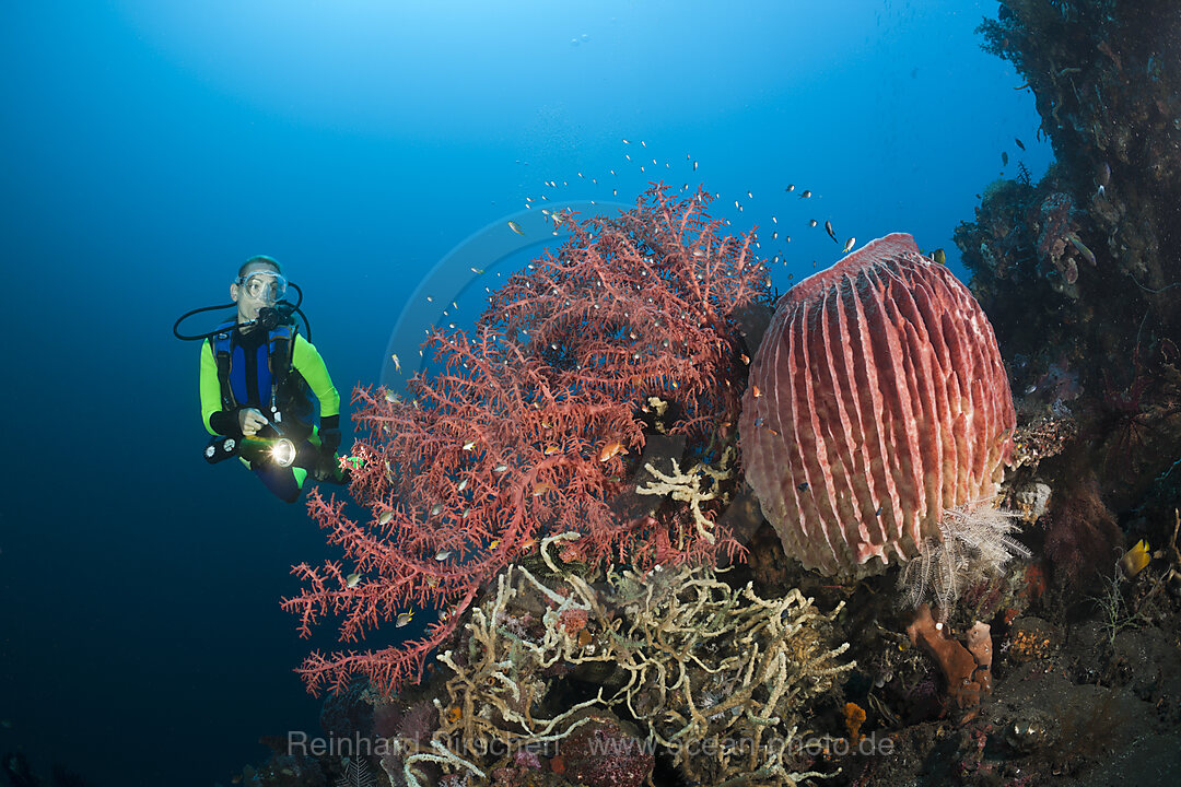 Scuba Diving at Bali
