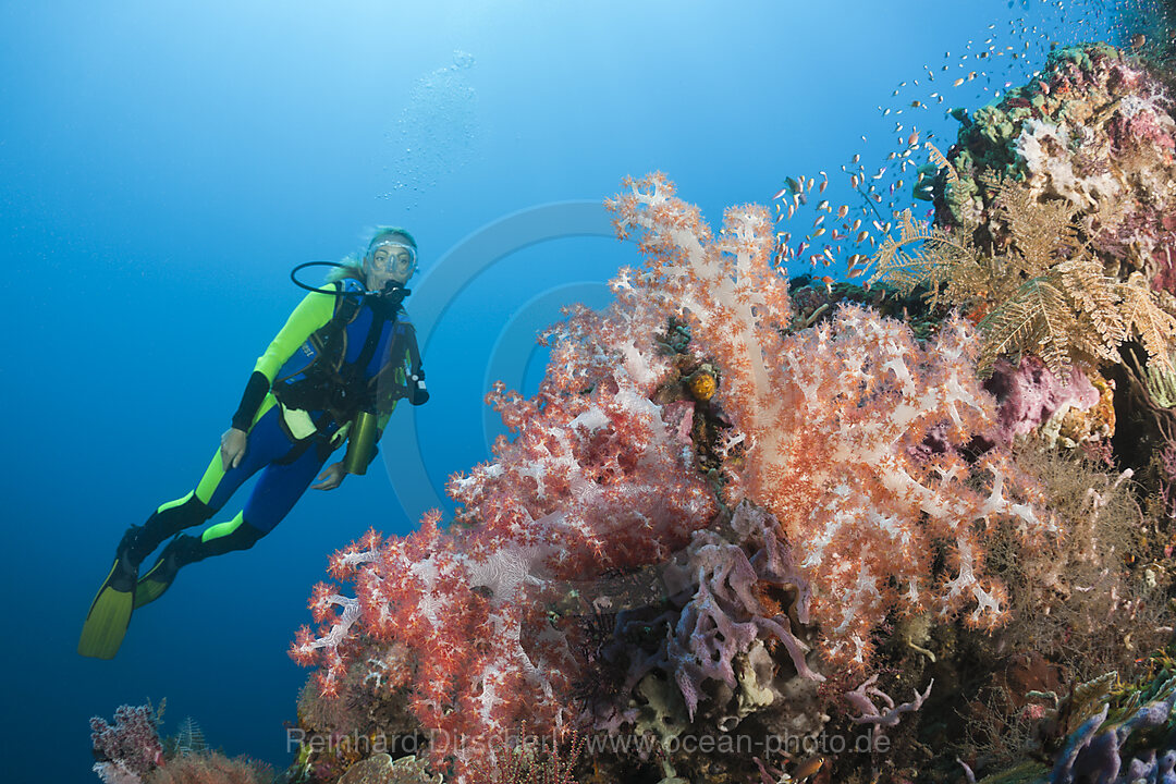 Tauchen in Bali, Alam Batu, Bali, Indonesien