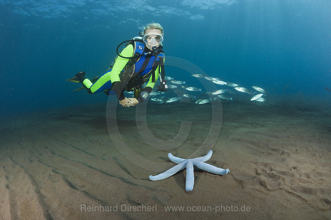 Scuba Diver and blue Sea Star, Linckia laevigata, Alam Batu, Bali, Indonesia