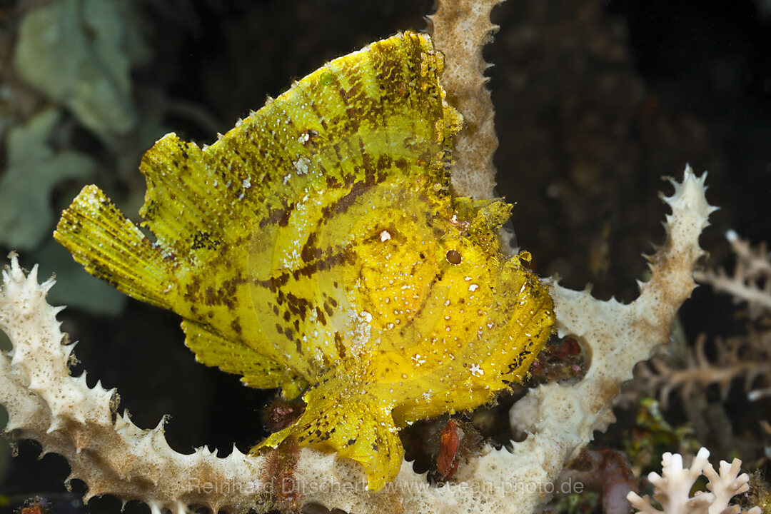 Gelber Schaukelfisch, Taenianotus triacanthus, Alam Batu, Bali, Indonesien