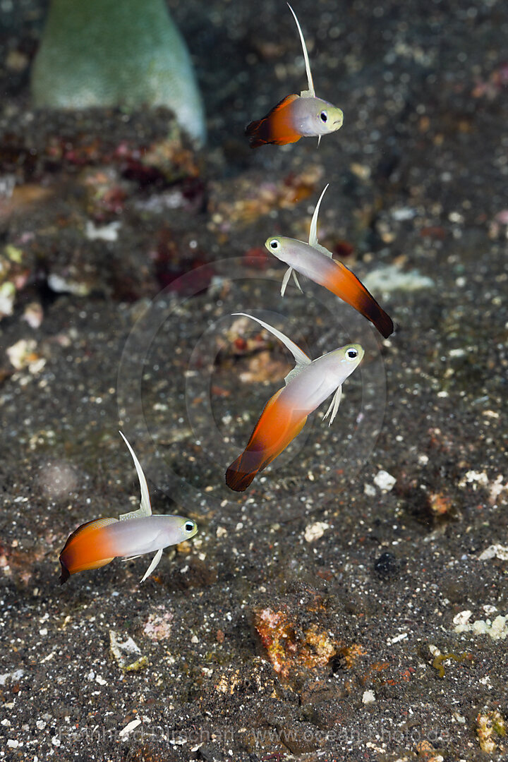 Group of Fire Dartfish