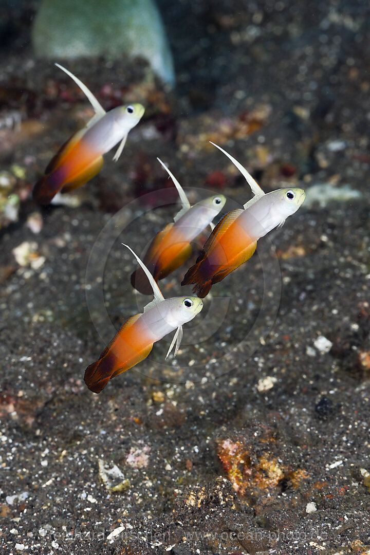 Group of Fire Dartfish