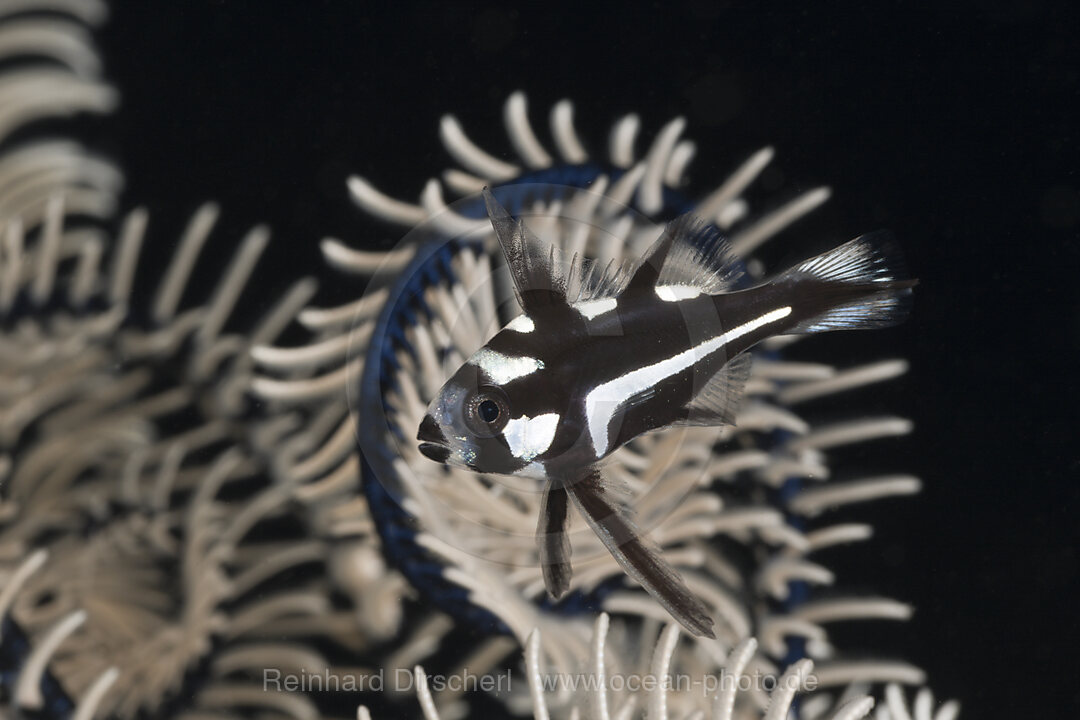 Juveniler Schnapper