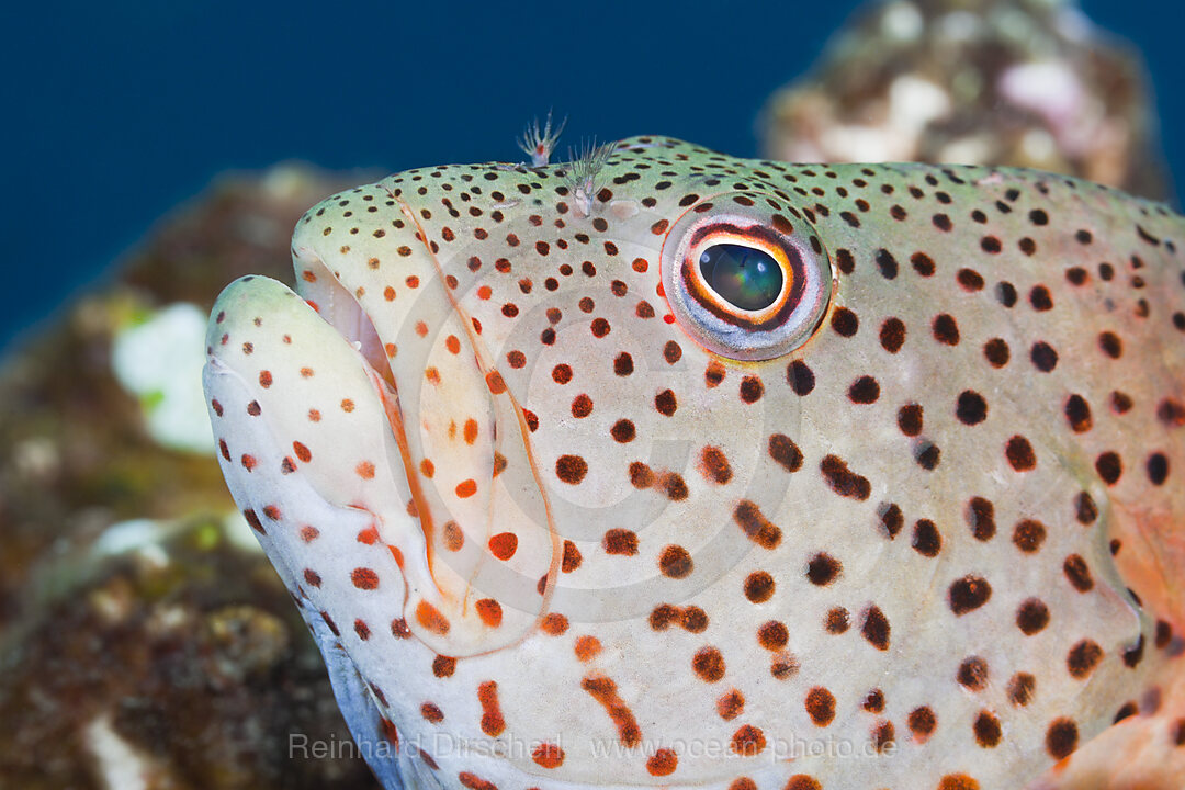 Blackside Hawkfish