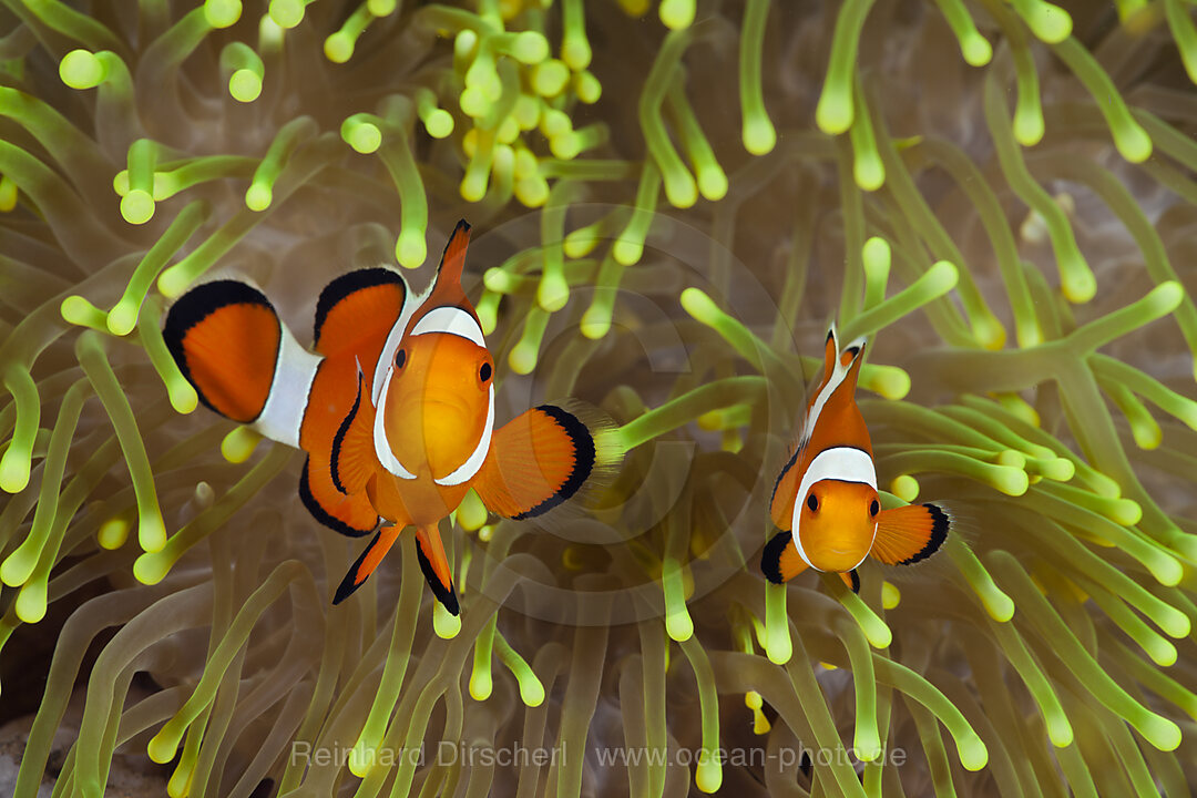 Clown Anemonenfisch, Amphiprion percula, Alam Batu, Bali, Indonesien