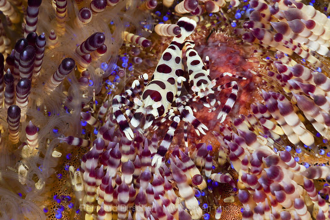 Commensal Shrimp of Fire Sea Urchin