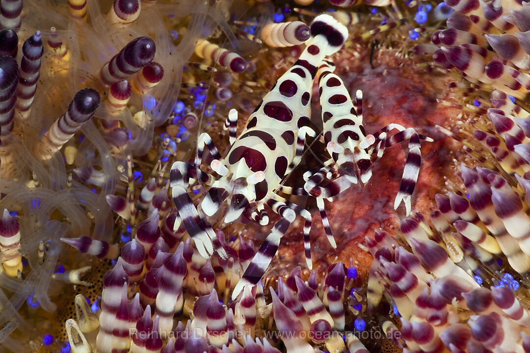 Partnergarnelen eines Feuer-Seeigel, Periclimenes colemani, Alam Batu, Bali, Indonesien