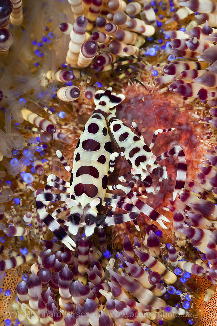 Commensal Shrimp of Fire Sea Urchin