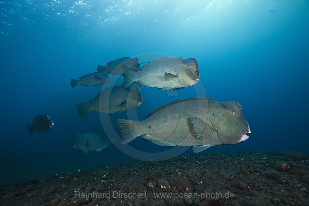 Gruppe Bueffelkopf-Papageifische, Bolbometopon muricatum, Tulamben, Bali, Indonesien