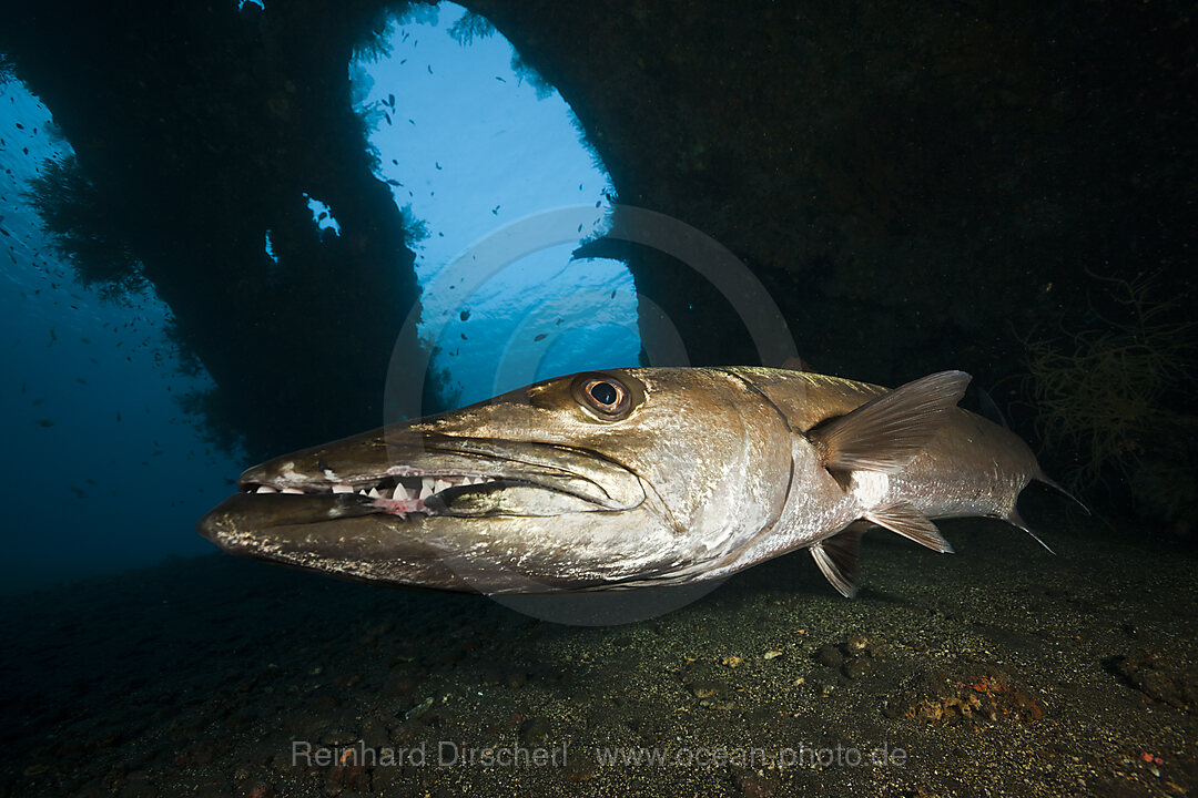 Great Barracuda at Liberty Wreck
