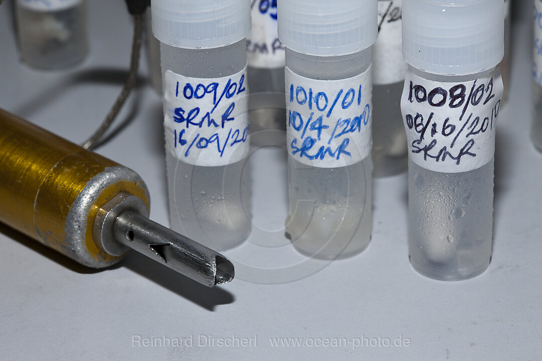 Samples of Bull Shark Skin