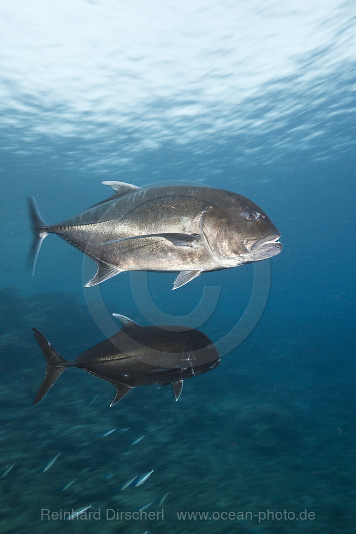 Giant Trevally