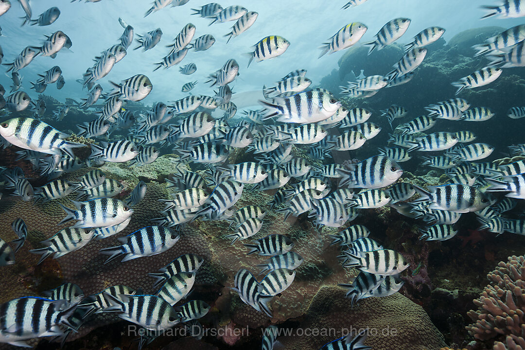 Schooling Scissor-tail Sergeant Majors