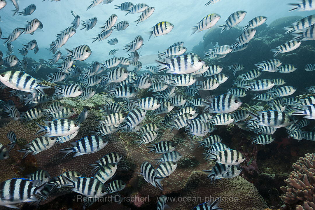 Schwarm von Schwerenschwanz-Sergant, Abudefduf sexfasciatus, Beqa Lagoon, Viti Levu, Fidschi