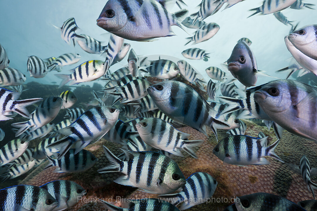 Schwarm von Schwerenschwanz-Sergant, Abudefduf sexfasciatus, Beqa Lagoon, Viti Levu, Fidschi