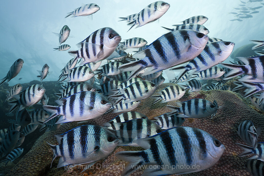 Schooling Scissor-tail Sergeant Majors