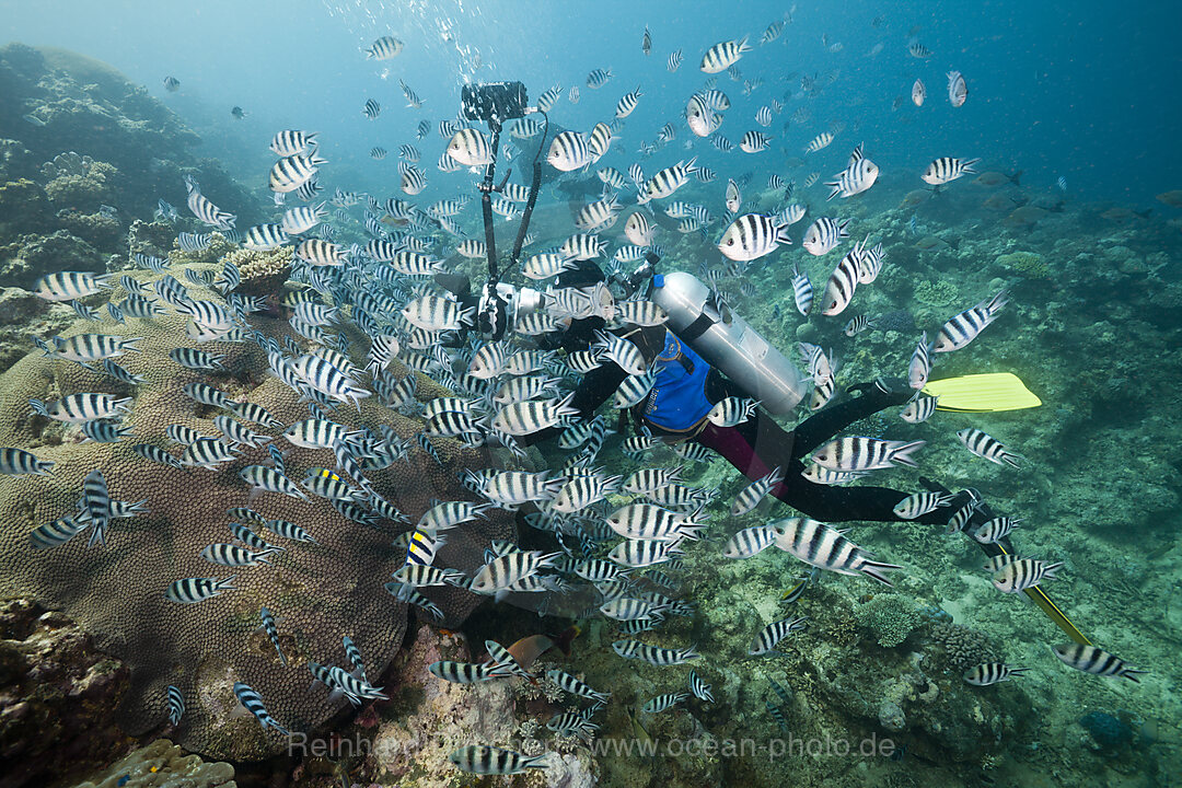 Taucher fotografiert Schwarm von Schwerenschwanz-Sergant, Abudefduf sexfasciatus, Beqa Lagoon, Viti Levu, Fidschi