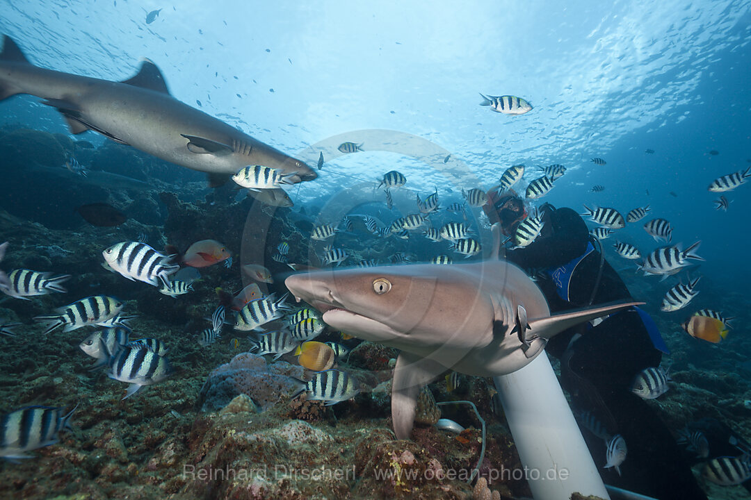 Weissspitzen-Riffhaie bei Haifuetterung, Triaenodon obesus, Beqa Lagoon, Viti Levu, Fidschi